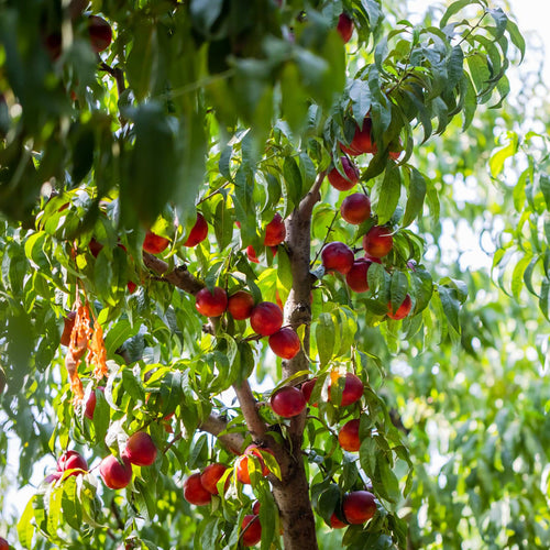 'Flavortop' Nectarine Tree Fruit Trees