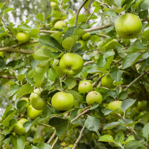 'Bramley's Seedling' Apple Tree Fruit Trees