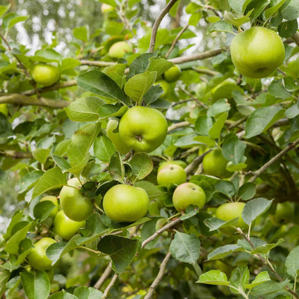 'Bramley's Seedling' Apple Tree Fruit Trees