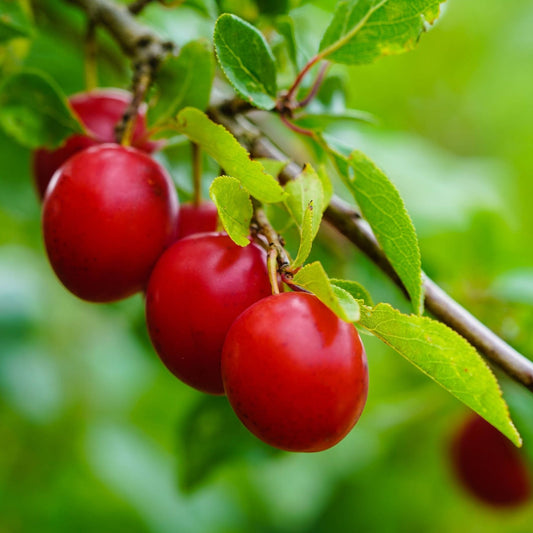 'Mirabelle Ruby' Plum Tree Fruit Trees