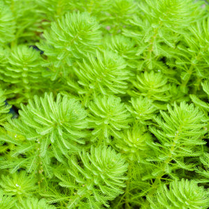 Oxygenating Upright Water Milfoil | Myriophyllum crispatum Pond Plants