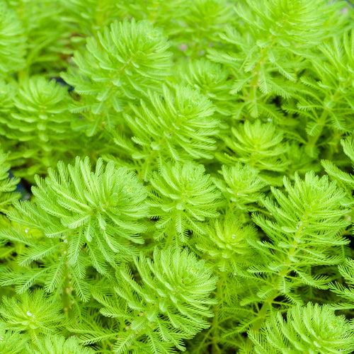 Oxygenating Upright Water Milfoil | Myriophyllum crispatum Pond Plants