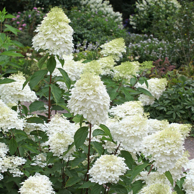 Hydrangea paniculata 'Phantom' Shrubs