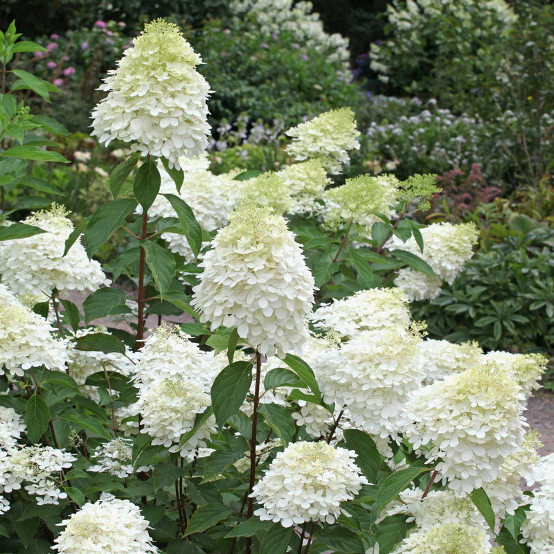 Hydrangea paniculata 'Phantom' Shrubs