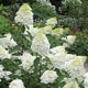 Hydrangea paniculata 'Phantom' Shrubs