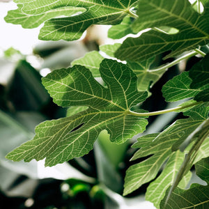 'White Marseilles' Fig Tree Mediterranean Fruit Trees
