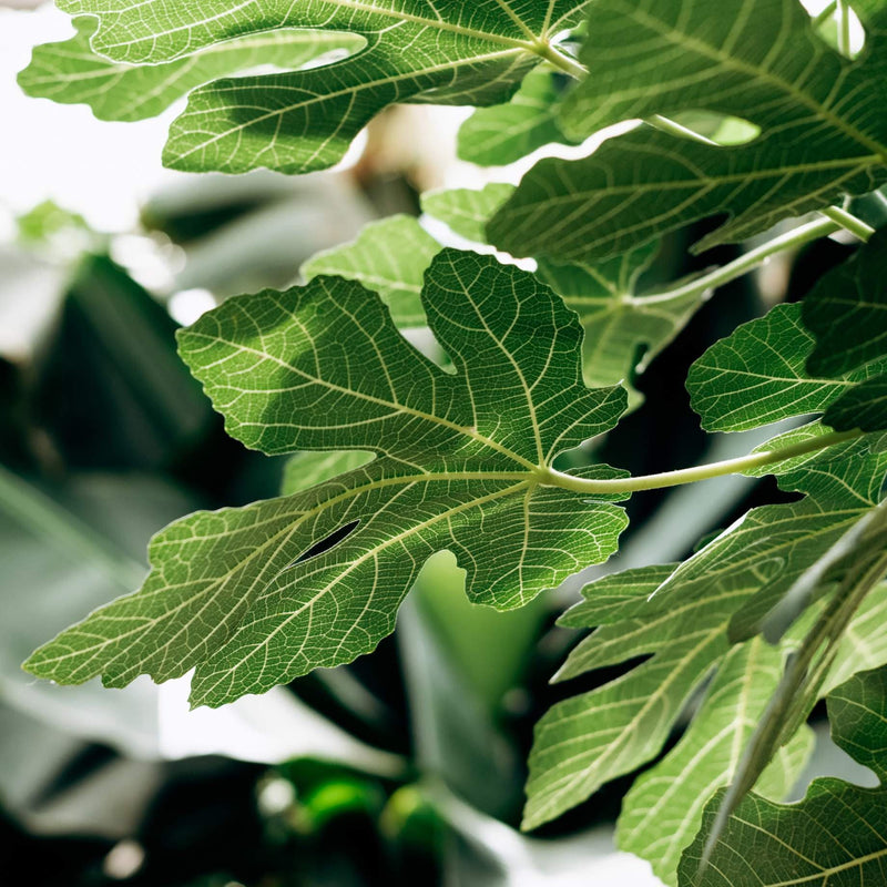 'White Marseilles' Fig Tree Mediterranean Fruit Trees