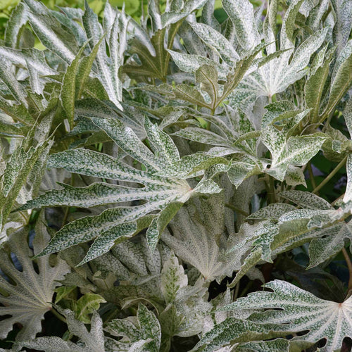 Fatsia japonica 'Spiders Web'® Shrubs