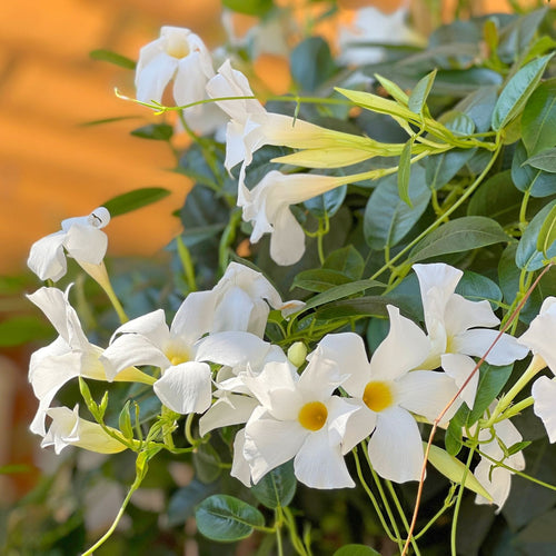 Mandevilla 'Sundaville White' Climbing Plants