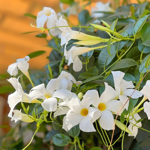 Mandevilla 'Sundaville White' Climbing Plants