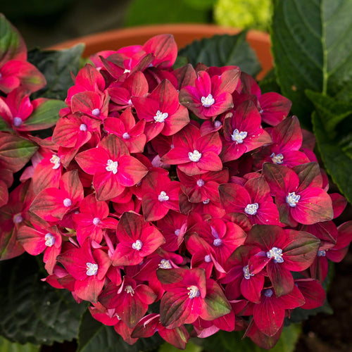 Hydrangea macrophylla 'Rembrandt Rosso Glory' Shrubs