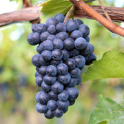 'Black Hamburgh' Indoor Grape Vine Soft Fruit
