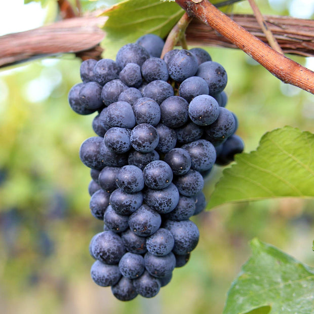 'Black Hamburgh' Indoor Grape Vine Soft Fruit