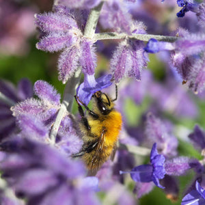Perovskia 'Blue Spire' Perennial Bedding