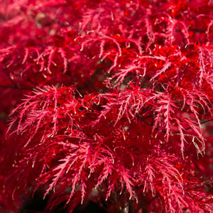 Japanese Maple Tree | Acer palmatum dissectum 'Tamukeyama' Ornamental Trees