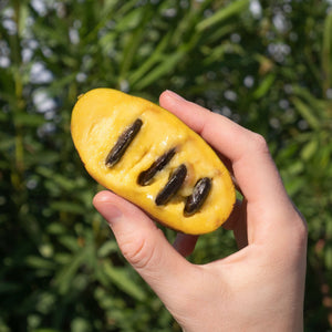 Paw-Paw Plant | Asimina triloba 'Sunflowers' Soft Fruit