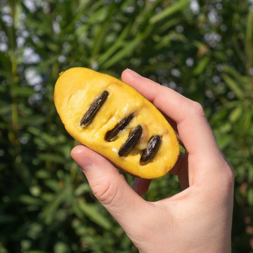 Paw-Paw Plant | Asimina triloba 'Sunflowers' Soft Fruit