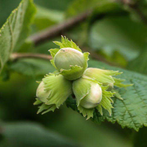'Cosford' Hazelnut Tree | Corylus avellana Fruit Trees