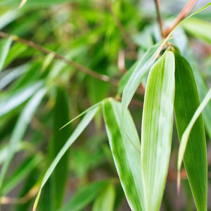 Red Bamboo | Fargesia scabrida 'Asian Wonder' Shrubs