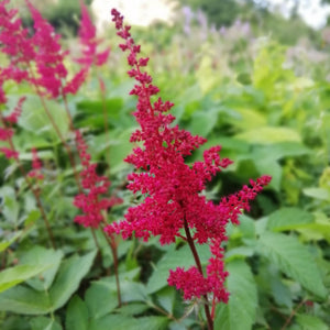 Astilbe 'Fanal' Perennial Bedding