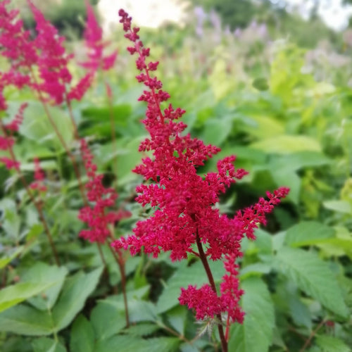 Astilbe 'Fanal' Perennial Bedding