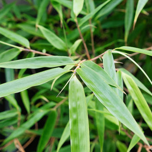 Red Bamboo | Fargesia scabrida 'Asian Wonder' Shrubs