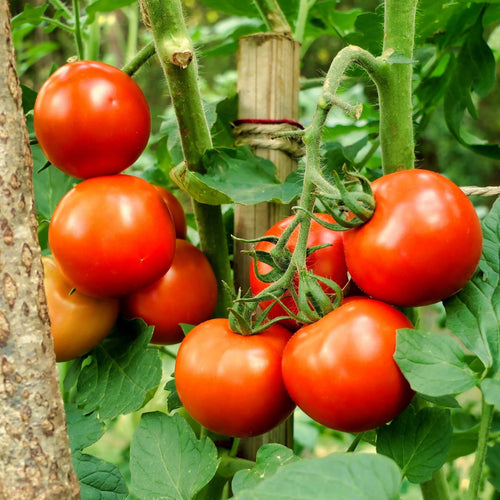 'Moneymaker' Tomato Plants Vegetables
