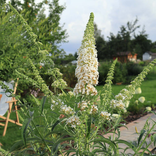 Buddleja davidii 'White Profusion' Shrubs