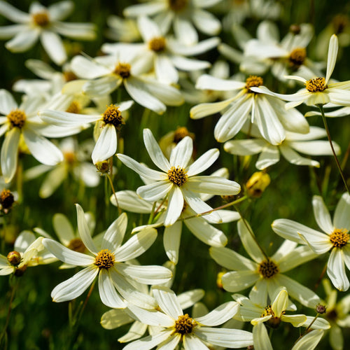 Coreopsis verticillata 'Moonbeam' Perennial Bedding