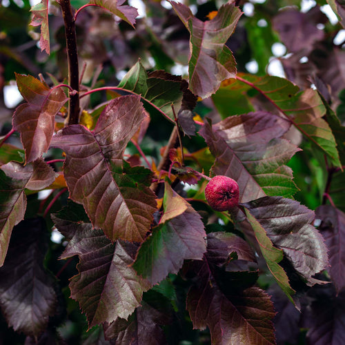 'Pink Glow' Crabapple Tree Ornamental Trees