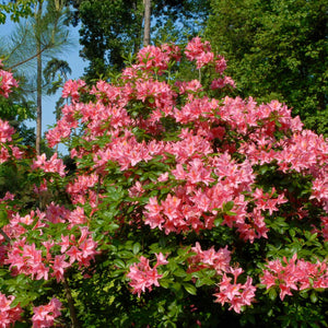 Rhododendron 'Jolie Madame' Shrubs