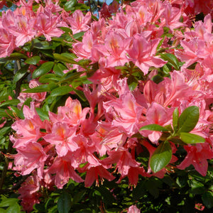 Rhododendron 'Jolie Madame' Shrubs