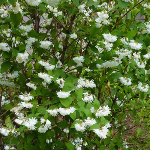 Deutzia 'Plena' Shrubs