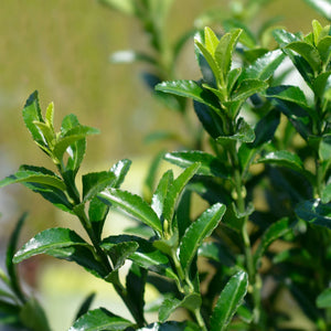 Euonymus 'Green Spire' Shrubs