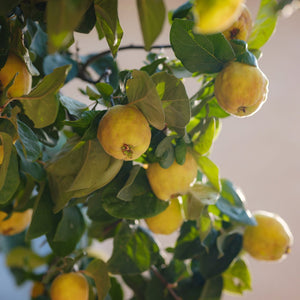 'Meech's Prolific' Quince Tree Fruit Trees