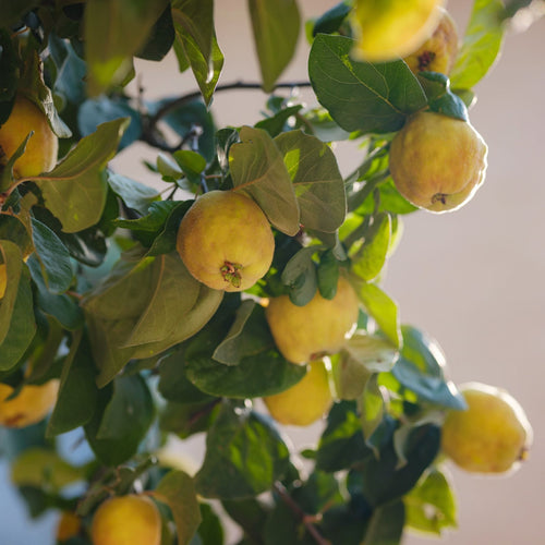 'Meech's Prolific' Quince Tree Fruit Trees