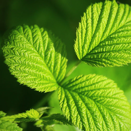 'Glen Ample' Raspberry Plants Soft Fruit
