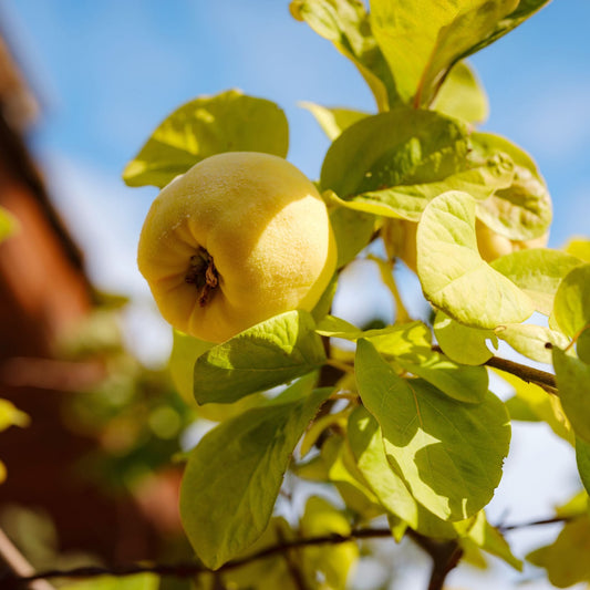 'Meech's Prolific' Quince Tree Fruit Trees