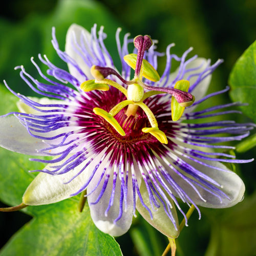 Purple Passion Flower | Passiflora 'Purple Haze' Climbing Plants