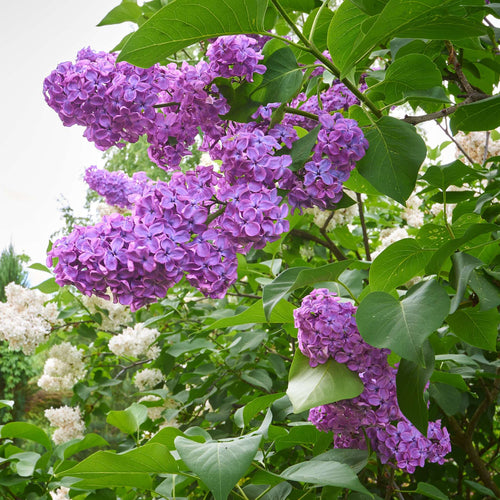 Lilac | Syringa vulgaris 'Andenken an Ludwig Späth' Shrubs