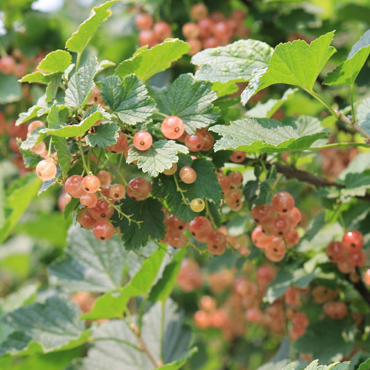 'Gloire de Sablons' Pink Currant Plant Soft Fruit