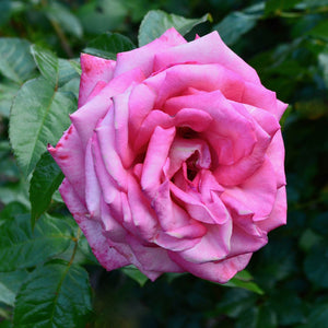 'Wedding Bells®' Hybrid Tea Rose Shrubs