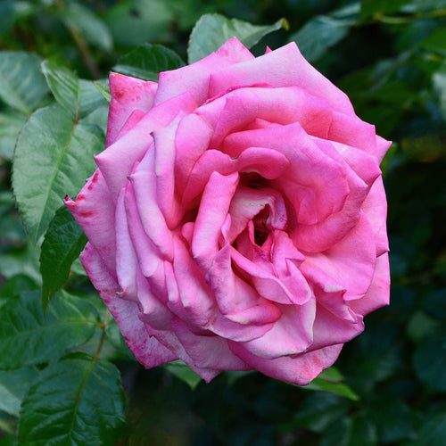 'Wedding Bells®' Hybrid Tea Rose Shrubs