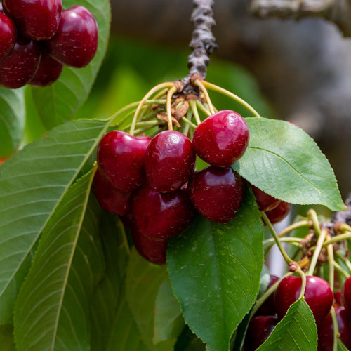 'Sunburst Improved' Patio Cherry Tree Fruit Trees