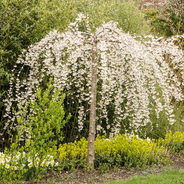 Dwarf Weeping Yoshino Cherry | Prunus yedoensis 'Ivensii' Ornamental Trees
