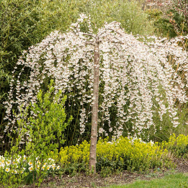 Dwarf Weeping Yoshino Cherry | Prunus yedoensis 'Ivensii' Ornamental Trees