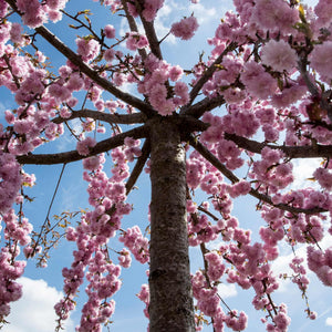 Cheal's Weeping Cherry Blossom Tree | Prunus 'Kiku-shidare-zakura' Ornamental Trees