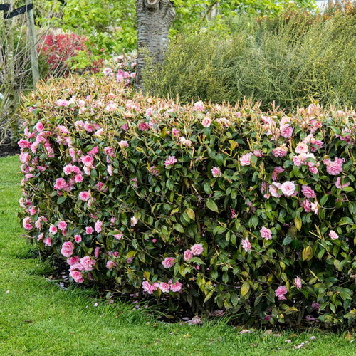 Camellia 'Spring Festival' Shrubs