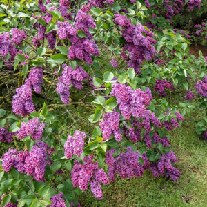 Lilac | Syringa vulgaris 'Andenken an Ludwig Späth' Shrubs