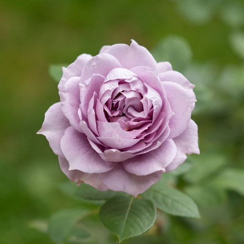'Novalis®' Nostalgia Shrub Rose Shrubs